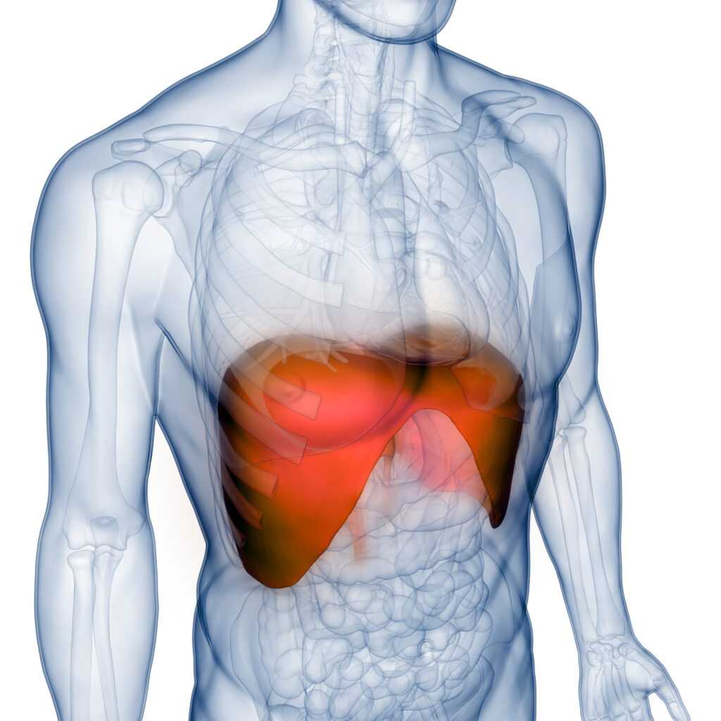 3D Illustration Concept of Human Respiratory System Diaphragm Anatomy