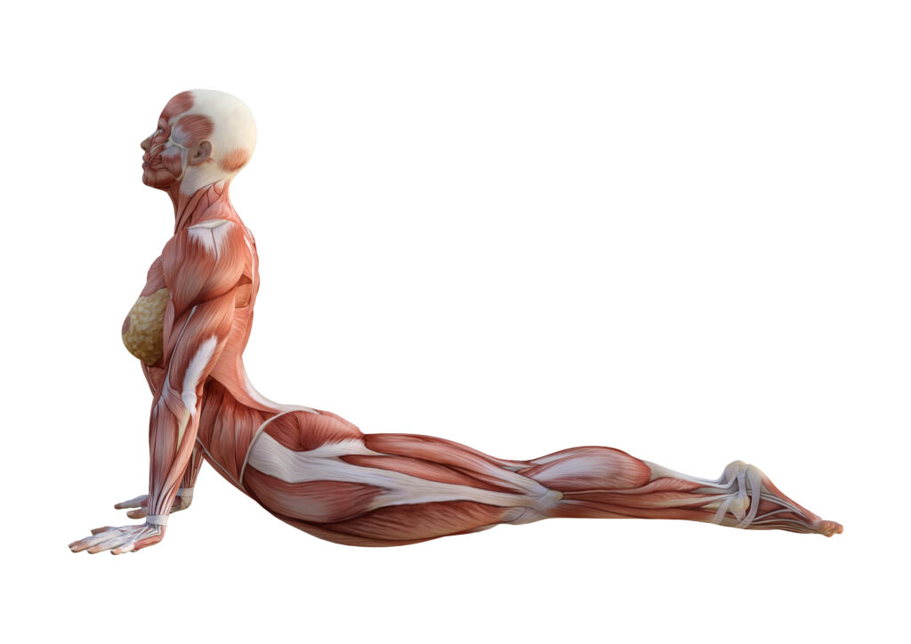 3D rendering of a female figure with muscle maps exercising yoga isolated on white background