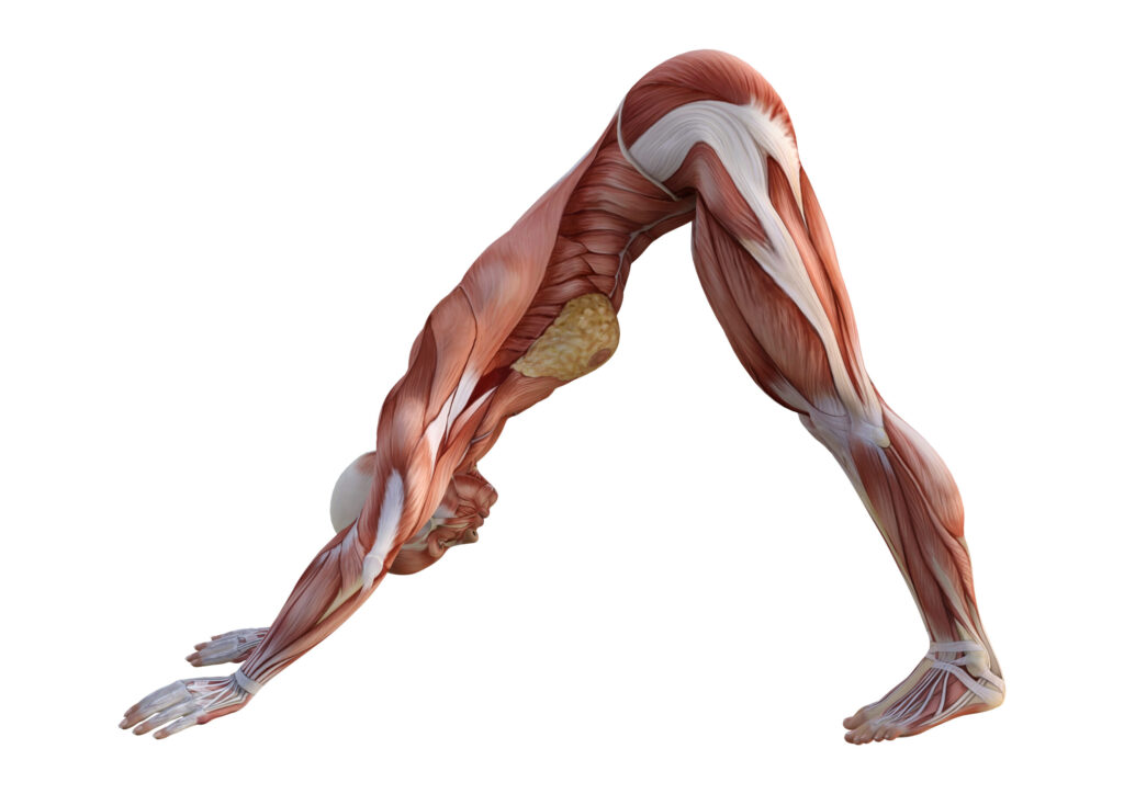 3D rendering of a female figure with muscle maps exercising yoga isolated on white background